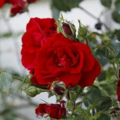 'Sympathie'® Rosa X 'Sympathie'® (Slyngrose) A-Kvalitet,- Barrods Roser Min. 3 Grene -Sirius Butik p3653 53671 rosa x sympathie slyngrose b051