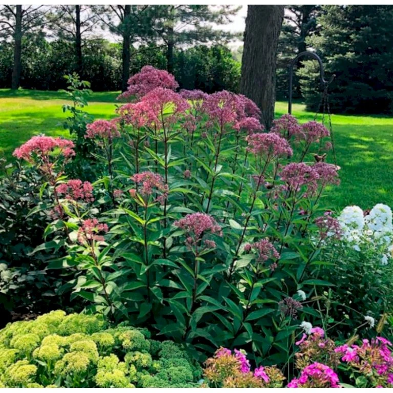 Hjortetrøst 'Baby Joe' Eupatorium Dubium 'Baby Joe' 1 Liter Potte 1 Hjortetrøst 'Baby Joe' Eupatorium Dubium 'Baby Joe' 1 Liter Potte
