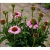 Purpursolhat 'Sunseekers Pink' Echinacea 'Sunseekers Pink' 1 Liter Potte