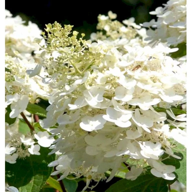 Kompakt Syrén-Hortensia 'Bobo' Hydrangea Paniculata 'Bobo' 3,5 Liter Potte 1 Kompakt Syrén-Hortensia 'Bobo' Hydrangea Paniculata 'Bobo' 3,5 Liter Potte