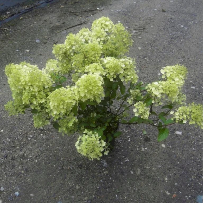 Kompakt Syrén-Hortensia 'Bobo' Hydrangea Paniculata 'Bobo' 3,5 Liter Potte 3 Kompakt Syrén-Hortensia 'Bobo' Hydrangea Paniculata 'Bobo' 3,5 Liter Potte - Billede 3