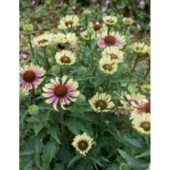 Purpursolhat 'Green Twister' Echinacea 'Green Twister' 1 Liter Potte