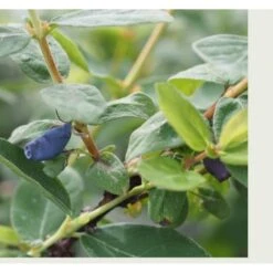 Majbær/Honningbær 'Martin' Lonicera Kamtschatica 'Martin' 5 Liter Potte