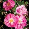 'Lavender Cover'® Rosa X 'Lavender Cover'® (Bunddækkerose) A-Kvalitet,- Barrods Roser Min. 3 Grene