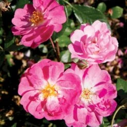 'Lavender Cover'® Rosa X 'Lavender Cover'® (Bunddækkerose) A-Kvalitet,- Barrods Roser Min. 3 Grene