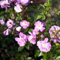 'Lavender Cover'® Rosa X 'Lavender Cover'® (Bunddækkerose) A-Kvalitet,- Barrods Roser Min. 3 Grene -Sirius Butik p366 51970 rosa x lavender cover bunddaekkerose 803d