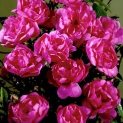 'Lavender Cover'® Rosa X 'Lavender Cover'® (Bunddækkerose) A-Kvalitet,- Barrods Roser Min. 3 Grene -Sirius Butik p366 51971 rosa x lavender cover bunddaekkerose b7c0