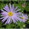 Asters 'Wunder Von Stäfa' Aster Frikartii 'Wunder Von Stäfa' 1 Liter Potte
