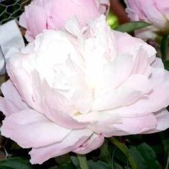 Silkepæon 'Shirley Temple' Paeonia Lactiflora 'Shirley Temple' 3,5 Liter Potte -Sirius Butik p3676 47911 paeonia lactiflora shirley temple 9d4a