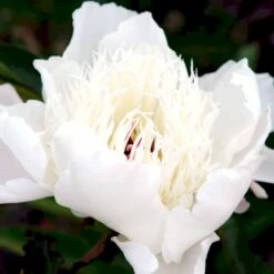 Silkepæon 'Shirley Temple' Paeonia Lactiflora 'Shirley Temple' 3,5 Liter Potte -Sirius Butik p3676 47912 paeonia lactiflora shirley temple e2e3