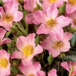 'Pink Cover'® Rosa X 'Pink Cover'® (Bunddækkerose) A-Kvalitet,- Barrods Roser Min. 3 Grene -Sirius Butik p367 51975 rosa x pink cover bunddaekkerose a510