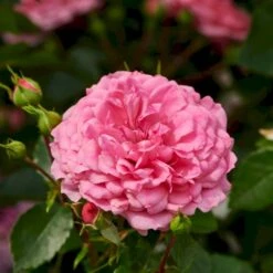 'Rosy Border'® Rosa X 'Rosy Border'® (Bunddækkerose) A-Kvalitet,- Barrods Roser Min. 3 Grene -Sirius Butik p368 51977 rosa x rosy border bunddaekkerose eefe