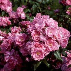 'Rosy Border'® Rosa X 'Rosy Border'® (Bunddækkerose) A-Kvalitet,- Barrods Roser Min. 3 Grene -Sirius Butik p368 51979 rosa x rosy border bunddaekkerose e05e