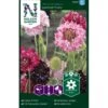 Enkeblomst 'Summer Fruits' Scabiosa Atropurpurea 'Summer Fruits'