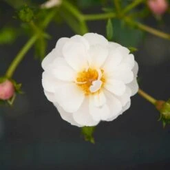 'Snow Cover'® Rosa X 'Snow Cover'® (Bunddækkerose) A-Kvalitet,- Barrods Roser Min. 3 Grene -Sirius Butik p369 51984 rosa x snow cover bunddaekkerose 03fd