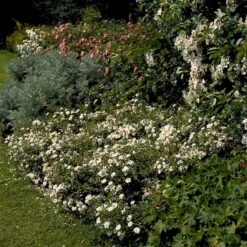 'Snow Cover'® Rosa X 'Snow Cover'® (Bunddækkerose) A-Kvalitet,- Barrods Roser Min. 3 Grene -Sirius Butik p369 51985 rosa x snow cover bunddaekkerose 9f35