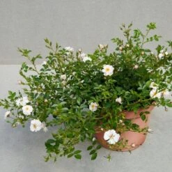 'Snow Cover'® Rosa X 'Snow Cover'® (Bunddækkerose) A-Kvalitet,- Barrods Roser Min. 3 Grene -Sirius Butik p369 51987 rosa x snow cover bunddaekkerose efe1