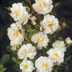 'Snow Cover'® Rosa X 'Snow Cover'® (Bunddækkerose) A-Kvalitet,- Barrods Roser Min. 3 Grene -Sirius Butik p369 51988 rosa x snow cover bunddaekkerose f042
