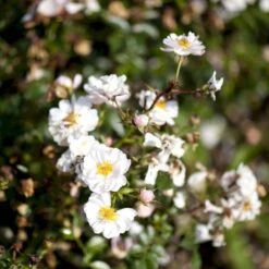 'Snow Cover'® Rosa X 'Snow Cover'® (Bunddækkerose) A-Kvalitet,- Barrods Roser Min. 3 Grene -Sirius Butik p369 51989 rosa x snow cover bunddaekkerose 539d
