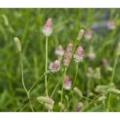 Kvæsurt 'Pink Tanna' Sanguisorba 'Pink Tanna' 1 Liter Potte -Sirius Butik p37013 43754 sanguisorba pink tanna d1b6
