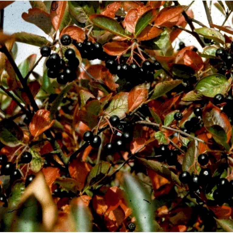 Blommebladet Surbær 'Nero' Aronia Prunifolia 'Nero' Opstammet 120 Cm. 12 Liter Potte 1 Blommebladet Surbær 'Nero' Aronia Prunifolia 'Nero' Opstammet 120 Cm. 12 Liter Potte