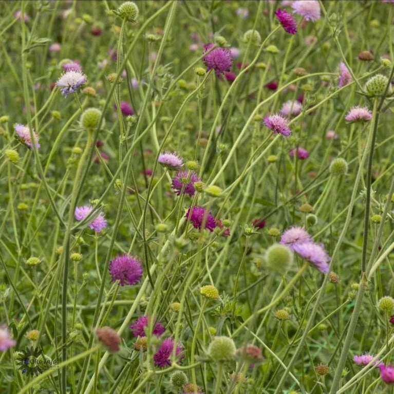 Blåhat 'Melton Pastels' Knautia Macedonica 'Melton Pastels' 1 Liter Potte 1 Blåhat 'Melton Pastels' Knautia Macedonica 'Melton Pastels' 1 Liter Potte