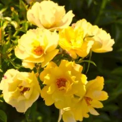 'Sun Cover'® Rosa X 'Sun Cover'® (Bunddækkerose) A-Kvalitet,- Barrods Roser Min. 3 Grene