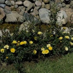 'Sun Cover'® Rosa X 'Sun Cover'® (Bunddækkerose) A-Kvalitet,- Barrods Roser Min. 3 Grene -Sirius Butik p370 51996 rosa x sun cover bunddaekkerose d13e