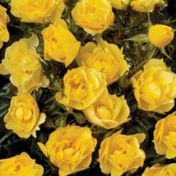 'Sun Cover'® Rosa X 'Sun Cover'® (Bunddækkerose) A-Kvalitet,- Barrods Roser Min. 3 Grene -Sirius Butik p370 51997 rosa x sun cover bunddaekkerose c888