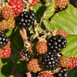 Brombær 'Asterina'® Rubus Fruticosus 'Asterina'® Potte 2,0 Liter,- Opbundet