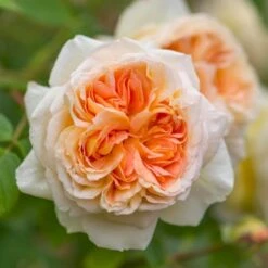 'Bathsheba' Rosa X 'Bathsheba' (Engelsk Rose) A-Kvalitet,- Barrods Roser Min. 3 Grene -Sirius Butik p37127 52942 rosa x bathsheba engelsk rose 4356