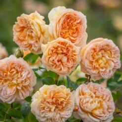 'Bathsheba' Rosa X 'Bathsheba' (Engelsk Rose) A-Kvalitet,- Barrods Roser Min. 3 Grene -Sirius Butik p37127 52943 rosa x bathsheba engelsk rose d123