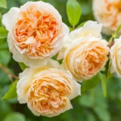 'Bathsheba' Rosa X 'Bathsheba' (Engelsk Rose) A-Kvalitet,- Barrods Roser Min. 3 Grene -Sirius Butik p37127 52944 rosa x bathsheba engelsk rose 631e