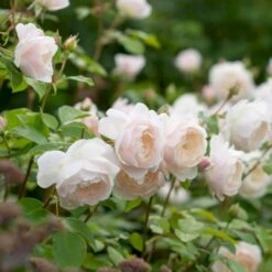 'Desdemona' Rosa X 'Desdemona' (Engelsk Rose) A-Kvalitet,- Barrods Roser Min. 3 Grene -Sirius Butik p37128 52971 rosa x desdemona engelsk rose 82f7