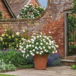 'Desdemona' Rosa X 'Desdemona' (Engelsk Rose) A-Kvalitet,- Barrods Roser Min. 3 Grene -Sirius Butik p37128 52974 rosa x desdemona engelsk rose b9ab