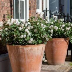 'Desdemona' Rosa X 'Desdemona' (Engelsk Rose) A-Kvalitet,- Barrods Roser Min. 3 Grene -Sirius Butik p37128 52975 rosa x desdemona engelsk rose ae73