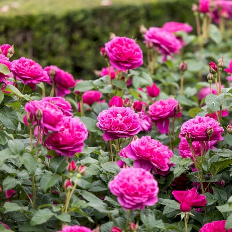 'James L. Austin' Rosa X 'James L. Austin' (Engelsk Rose) A-Kvalitet,- Barrods Roser Min. 3 Grene 4 'James L. Austin' Rosa X 'James L. Austin' (Engelsk Rose) A-Kvalitet,- Barrods Roser Min. 3 Grene - Billede 4