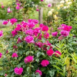 'James L. Austin' Rosa X 'James L. Austin' (Engelsk Rose) A-Kvalitet,- Barrods Roser Min. 3 Grene 11 'James L. Austin' Rosa X 'James L. Austin' (Engelsk Rose) A-Kvalitet,- Barrods Roser Min. 3 Grene -Sirius Butik p37129 53039 rosa x james l austin engelsk rose ed70