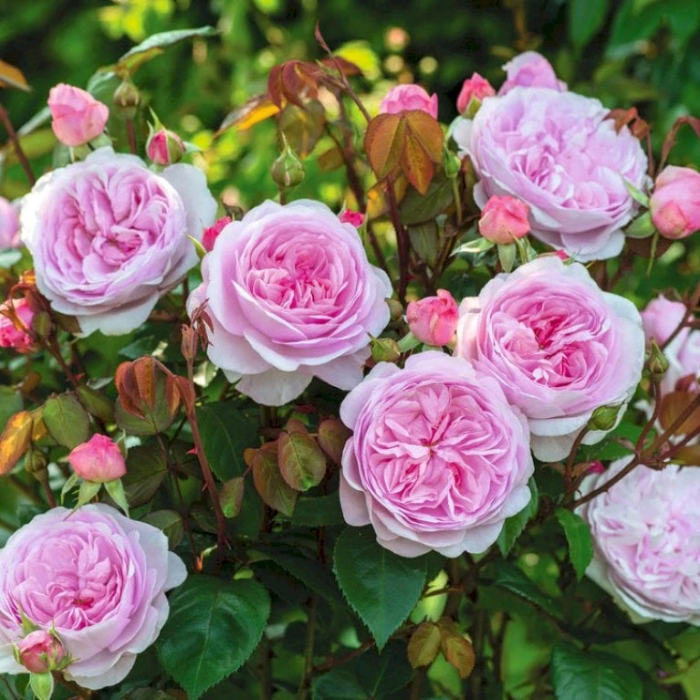 'Olivia Rose' Rosa X 'Olivia Rose' (Engelsk Rose) A-Kvalitet,- Barrods Roser Min. 3 Grene 1 'Olivia Rose' Rosa X 'Olivia Rose' (Engelsk Rose) A-Kvalitet,- Barrods Roser Min. 3 Grene