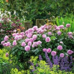 'Olivia Rose' Rosa X 'Olivia Rose' (Engelsk Rose) A-Kvalitet,- Barrods Roser Min. 3 Grene 13 'Olivia Rose' Rosa X 'Olivia Rose' (Engelsk Rose) A-Kvalitet,- Barrods Roser Min. 3 Grene -Sirius Butik p37130 53071 rosa x olivia rose engelsk rose 1ee8