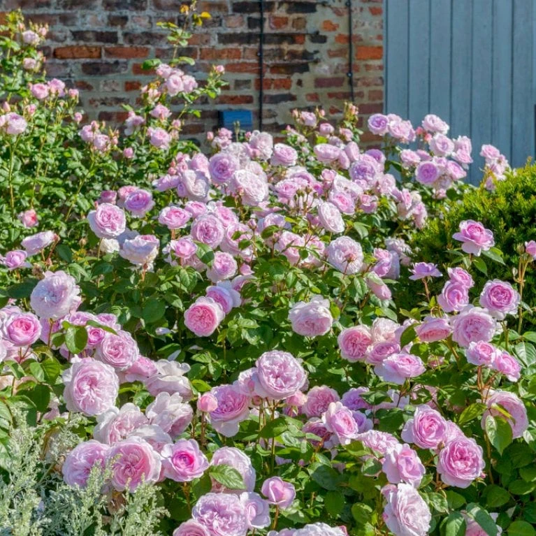 'Olivia Rose' Rosa X 'Olivia Rose' (Engelsk Rose) A-Kvalitet,- Barrods Roser Min. 3 Grene 5 'Olivia Rose' Rosa X 'Olivia Rose' (Engelsk Rose) A-Kvalitet,- Barrods Roser Min. 3 Grene - Billede 5