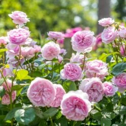 'Olivia Rose' Rosa X 'Olivia Rose' (Engelsk Rose) A-Kvalitet,- Barrods Roser Min. 3 Grene 16 'Olivia Rose' Rosa X 'Olivia Rose' (Engelsk Rose) A-Kvalitet,- Barrods Roser Min. 3 Grene -Sirius Butik p37130 53074 rosa x olivia rose engelsk rose 751b