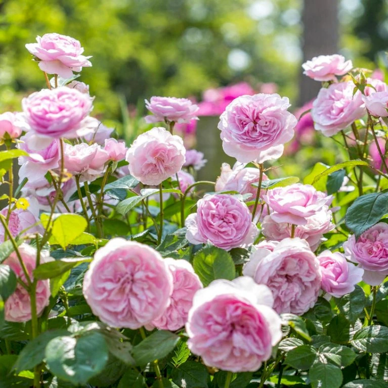 'Olivia Rose' Rosa X 'Olivia Rose' (Engelsk Rose) A-Kvalitet,- Barrods Roser Min. 3 Grene 6 'Olivia Rose' Rosa X 'Olivia Rose' (Engelsk Rose) A-Kvalitet,- Barrods Roser Min. 3 Grene - Billede 6