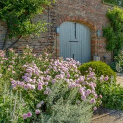 'Olivia Rose' Rosa X 'Olivia Rose' (Engelsk Rose) A-Kvalitet,- Barrods Roser Min. 3 Grene 17 'Olivia Rose' Rosa X 'Olivia Rose' (Engelsk Rose) A-Kvalitet,- Barrods Roser Min. 3 Grene -Sirius Butik p37130 53075 rosa x olivia rose engelsk rose 0ce3