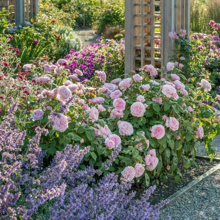 'Olivia Rose' Rosa X 'Olivia Rose' (Engelsk Rose) A-Kvalitet,- Barrods Roser Min. 3 Grene 8 'Olivia Rose' Rosa X 'Olivia Rose' (Engelsk Rose) A-Kvalitet,- Barrods Roser Min. 3 Grene - Billede 8