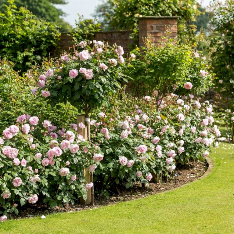 'Olivia Rose' Rosa X 'Olivia Rose' (Engelsk Rose) A-Kvalitet,- Barrods Roser Min. 3 Grene 10 'Olivia Rose' Rosa X 'Olivia Rose' (Engelsk Rose) A-Kvalitet,- Barrods Roser Min. 3 Grene - Billede 10