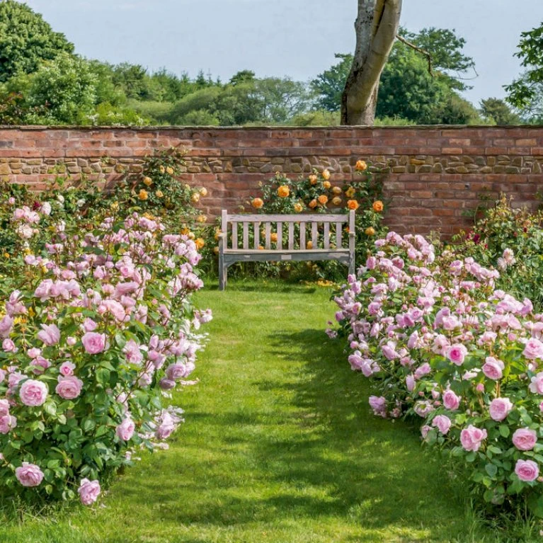 'Olivia Rose' Rosa X 'Olivia Rose' (Engelsk Rose) A-Kvalitet,- Barrods Roser Min. 3 Grene 11 'Olivia Rose' Rosa X 'Olivia Rose' (Engelsk Rose) A-Kvalitet,- Barrods Roser Min. 3 Grene - Billede 11