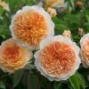 'Port Sunlight' Rosa X 'Port Sunlight' (Engelsk Rose) A-Kvalitet,- Barrods Roser Min. 3 Grene