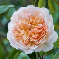 'Port Sunlight' Rosa X 'Port Sunlight' (Engelsk Rose) A-Kvalitet,- Barrods Roser Min. 3 Grene -Sirius Butik p37131 53084 rosa x port sunlight engelsk rose 44f5