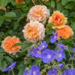 'Port Sunlight' Rosa X 'Port Sunlight' (Engelsk Rose) A-Kvalitet,- Barrods Roser Min. 3 Grene -Sirius Butik p37131 53087 rosa x port sunlight engelsk rose dbe4